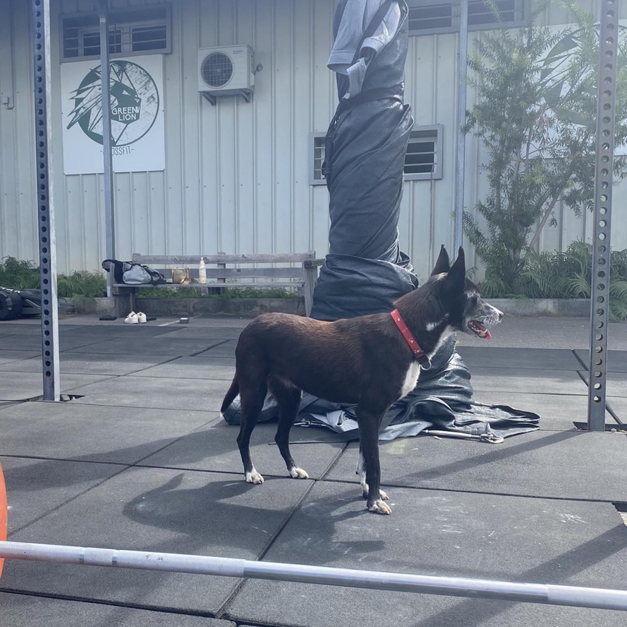 Chien noir et blanc portant un collier rouge, debout dehors dans un environnement de salle de sport extérieure