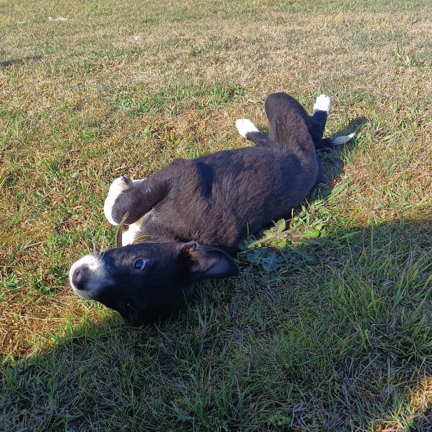 Chiot noir et blanc qui se roule dans l'herbe verte