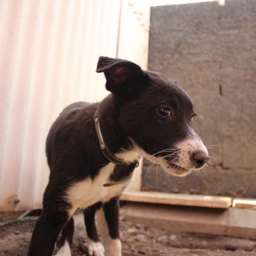 Chiot de type berger noir et blanc la tête vers l'objectif