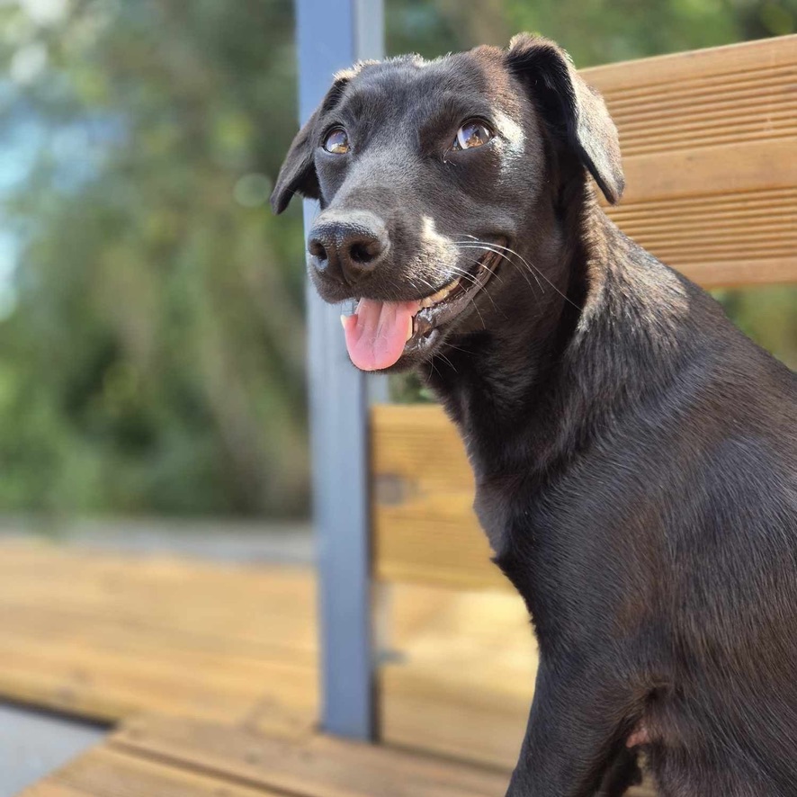 Portrait d'un chien noir assis de profil qui regarde l'objectif, la gueule ouverte