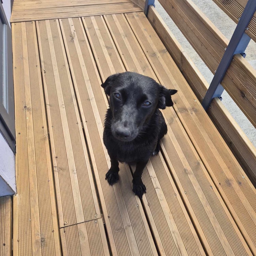 Chien noir assis sur une terrasse en bois, face à l'objectif