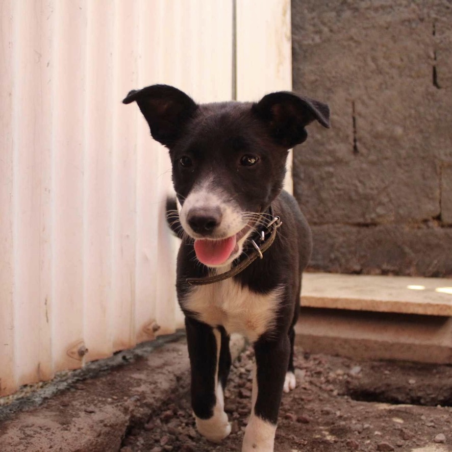 Chiot de type berger noir et blanc qui s'avance vers l'objectif