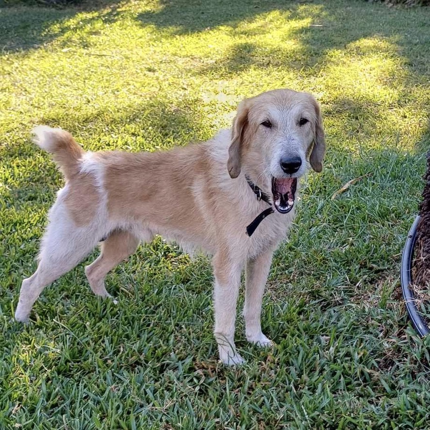 Chien de type griffon haut sur pattes debout dans un jardin verdoyant qui baille