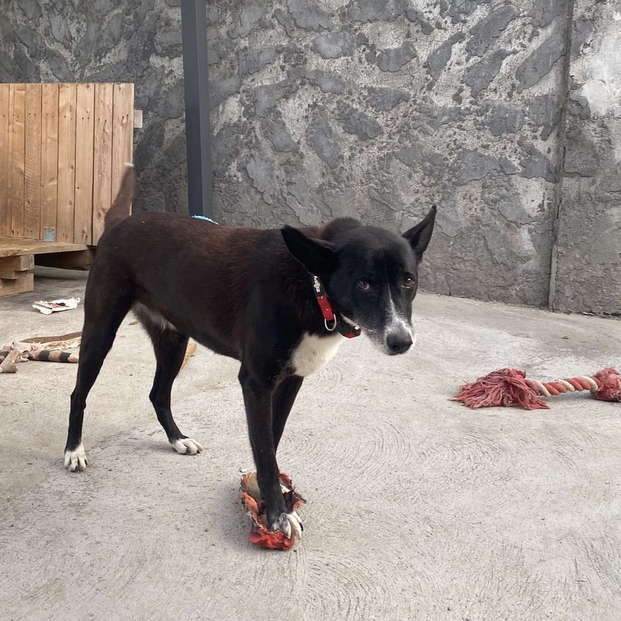 Un chien noir et blanc de type berger, debout sur une dalle en béton avec plusieurs jouets éparpillés au sol. Le chien porte un coller rouge