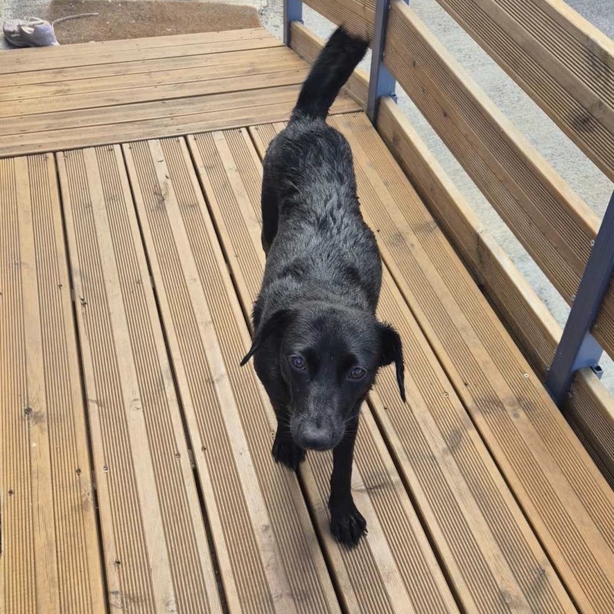 Photo d'un chien noir debout sur une terrasse en bois