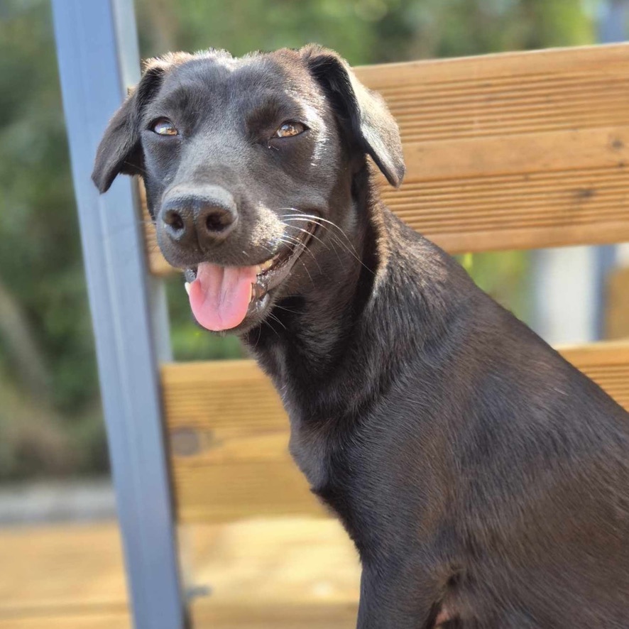 Portrait d'un chien noir assis de profil qui regarde l'objectif, la gueule ouverte