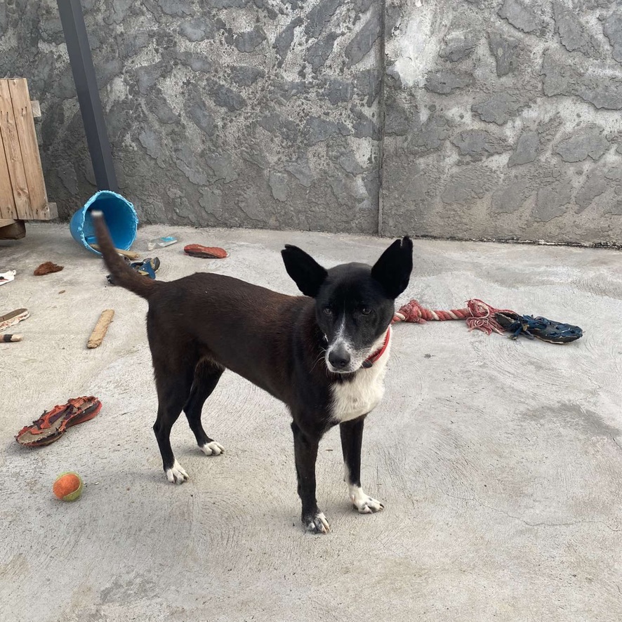 Un chien noir et blanc de type berger, debout sur une dalle en béton avec plusieurs jouets éparpillés au sol. Le chien porte un coller rouge