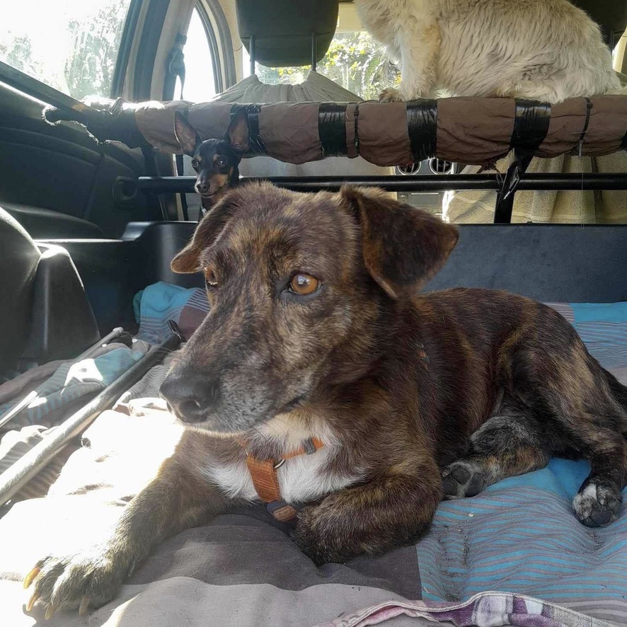 Chien bringé de type pinscher croisé teckel au pelage court couché dans le coffre d'une voiture