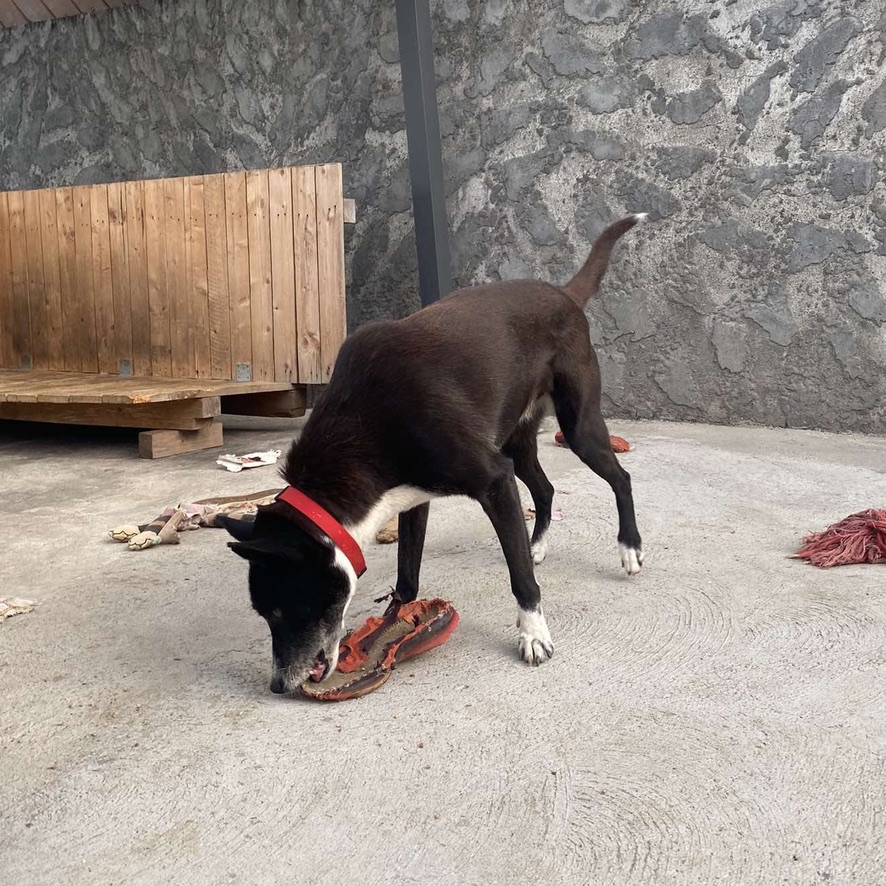 Un chien noir et blanc de type berger, debout sur une dalle en béton avec plusieurs jouets éparpillés au sol. Le chien porte un coller rouge et renifle un jouet.