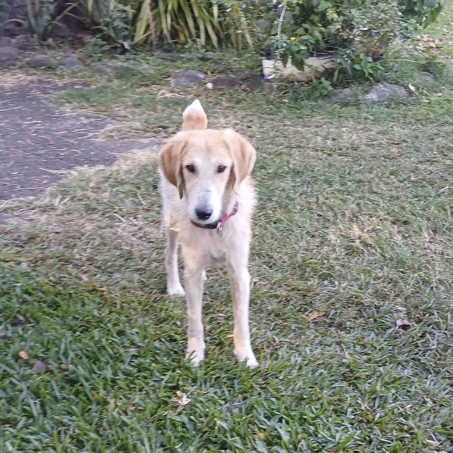 Chien de type griffon haut sur pattes debout de face dans un jardin verdoyant