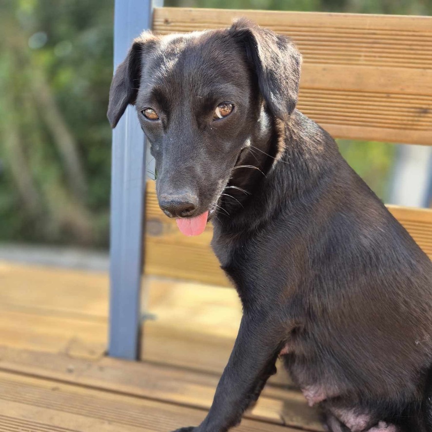 Portrait d'un chien noir assis de profil qui regarde l'objectif, la gueule ouverte