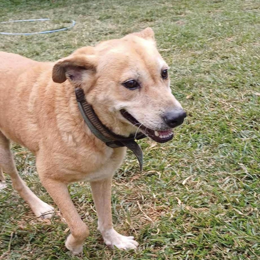 Chien de type berger au pelage court de couleur sable. Il porte un collier en cuir et se tient debout dehors, la photo est prise légèrement en plongé, le chien arrivant de la gauche de l'image.