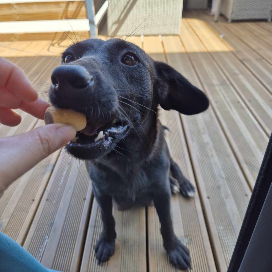 Portrait d'un chien noir assis de face sur une terrasse en bois, il attrape une friandise dans sa gueule