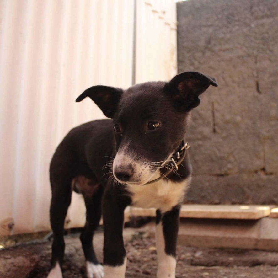 Chiot de type berger noir et blanc qui s'avance vers l'objectif