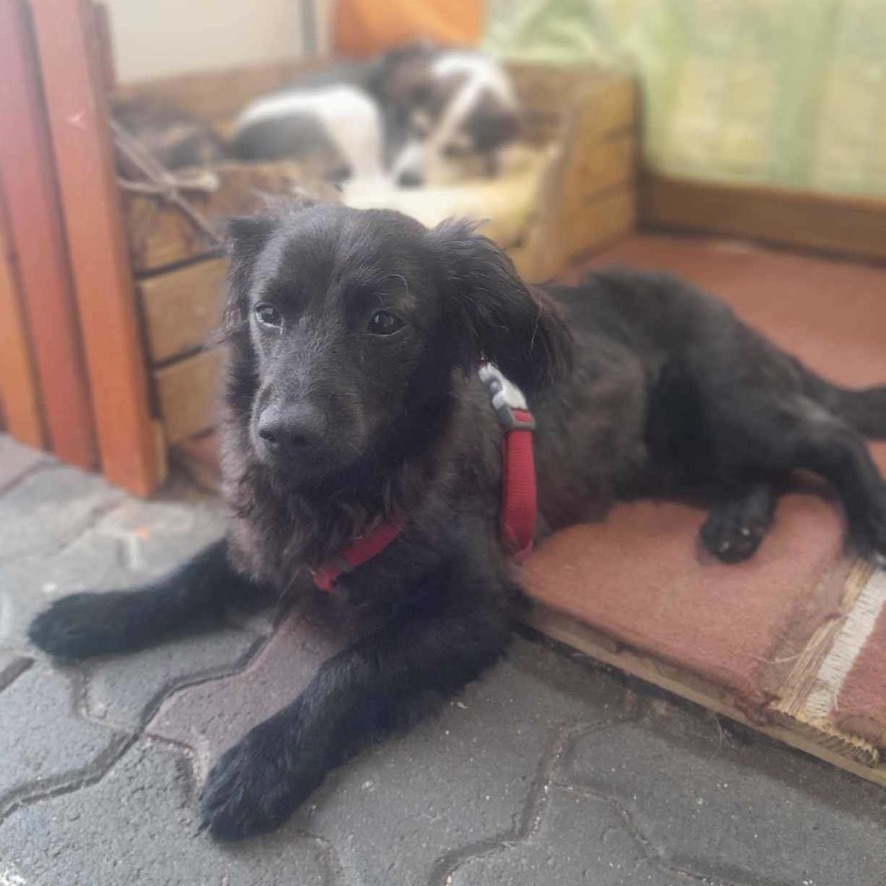 Petit chien noir de type teckel à poils longs couché au sol, il porte un harnais rouge