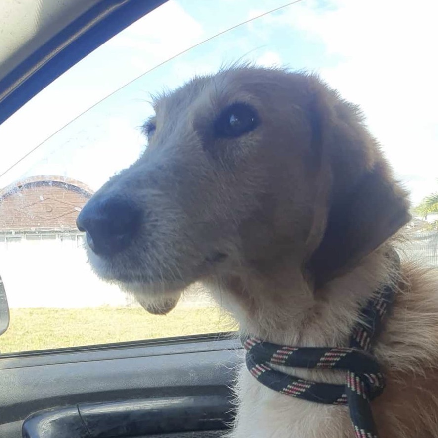 Portrait d'un chien de type griffon