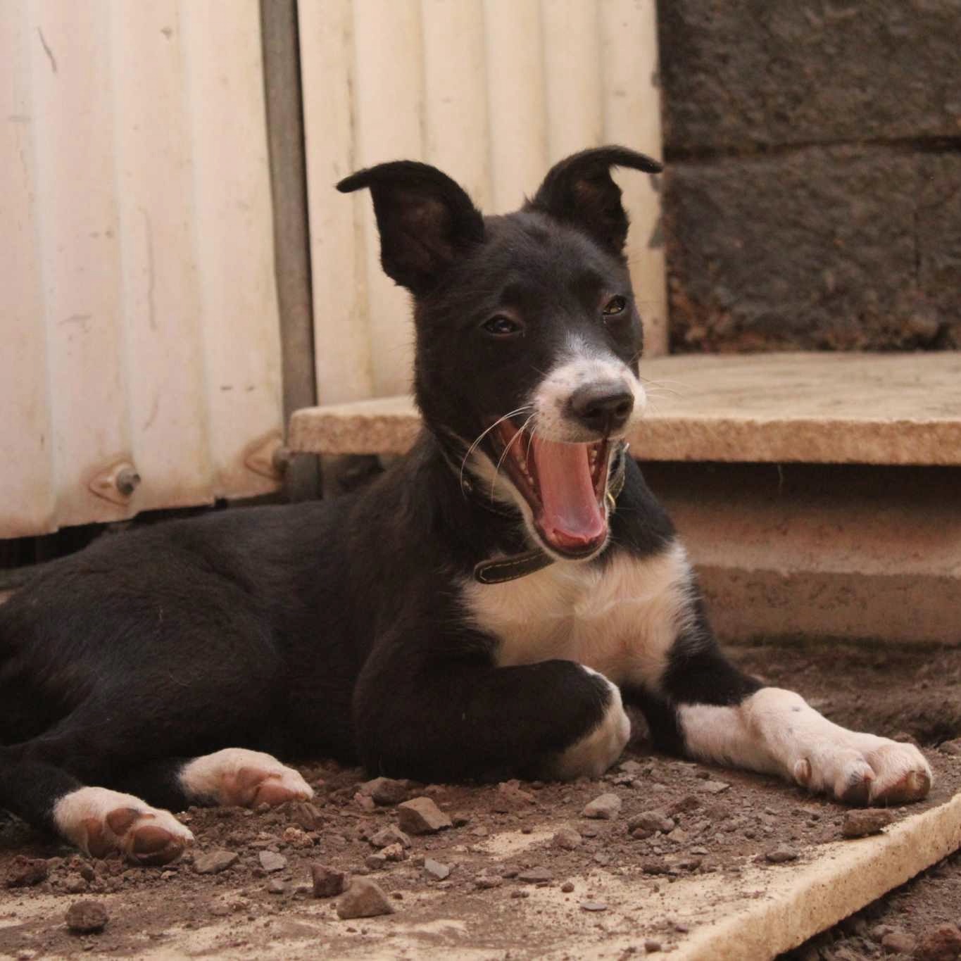 Chiot noir et blanc couché, la gueule ouverte, semblant bailler