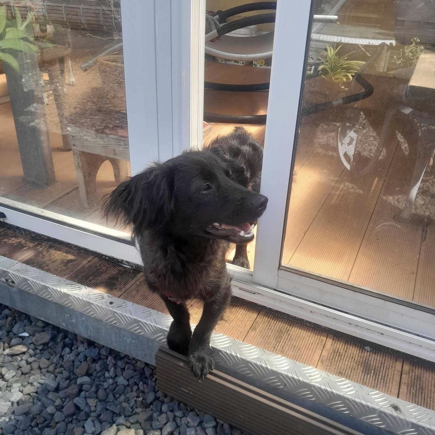 Petit chien noir debout dans l'entrebâillement d'une baie vitrée