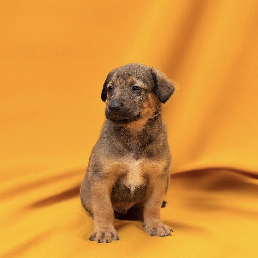 Chiot mâle de couleur fauve charbonné assis de face sur un fond drapé de couleur orange, il regarde vers la gauche de l'image