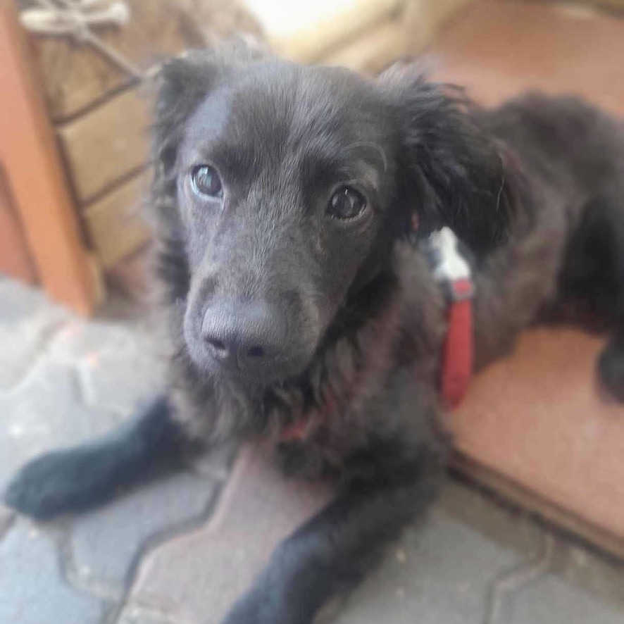 Petit chien noir de type teckel à poils longs couché au sol, il porte un harnais rouge