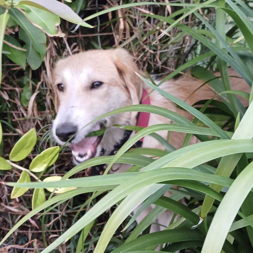 Chien de type griffon haut sur pattes debout dans un jardin verdoyant