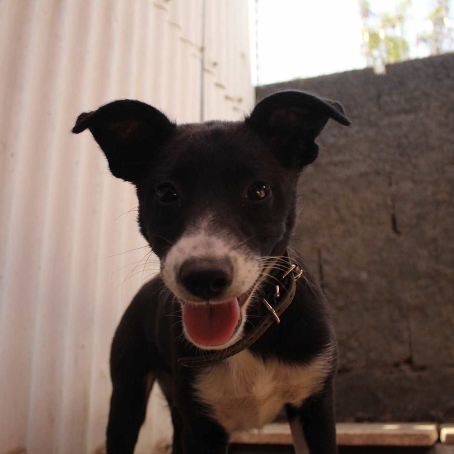 Chiot de type berger noir et blanc la tête vers l'objectif