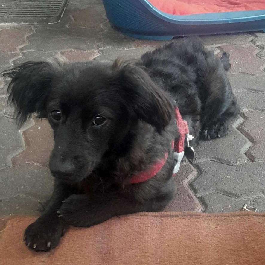 Petit chien noir au poil mi-long couché sur un sol gris. ll est de face et porte un harnais rouge.