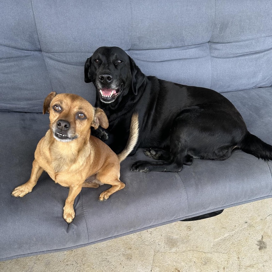 Deux chiens sont couchés sur un canapé, l'un est fauve et l'autre est noir de type labrador