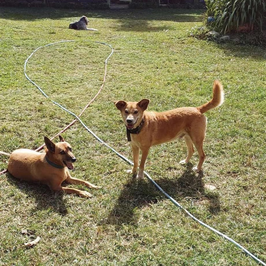 Photo prise en plongé de deux chiens, l'un est couché et l'autre debout. Ils sont dans un jardin à la pelouse verte