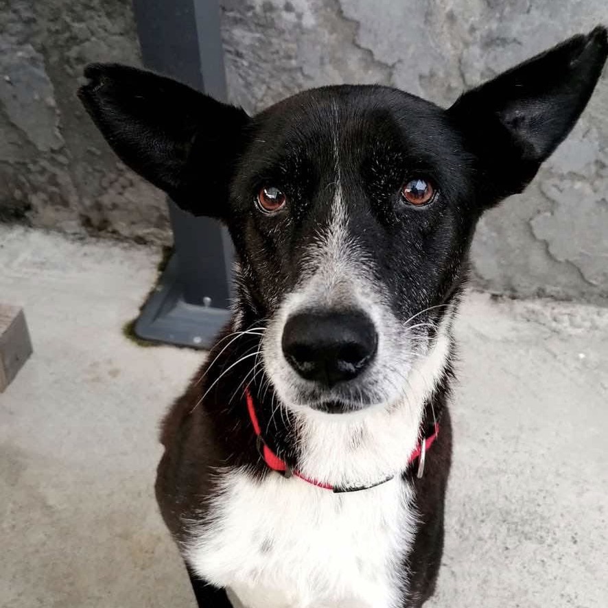 Portrait d'un chien de type berger au pelage noir et blanc, portant un collier rouge. La photo est en plan rapproché et en format carré.