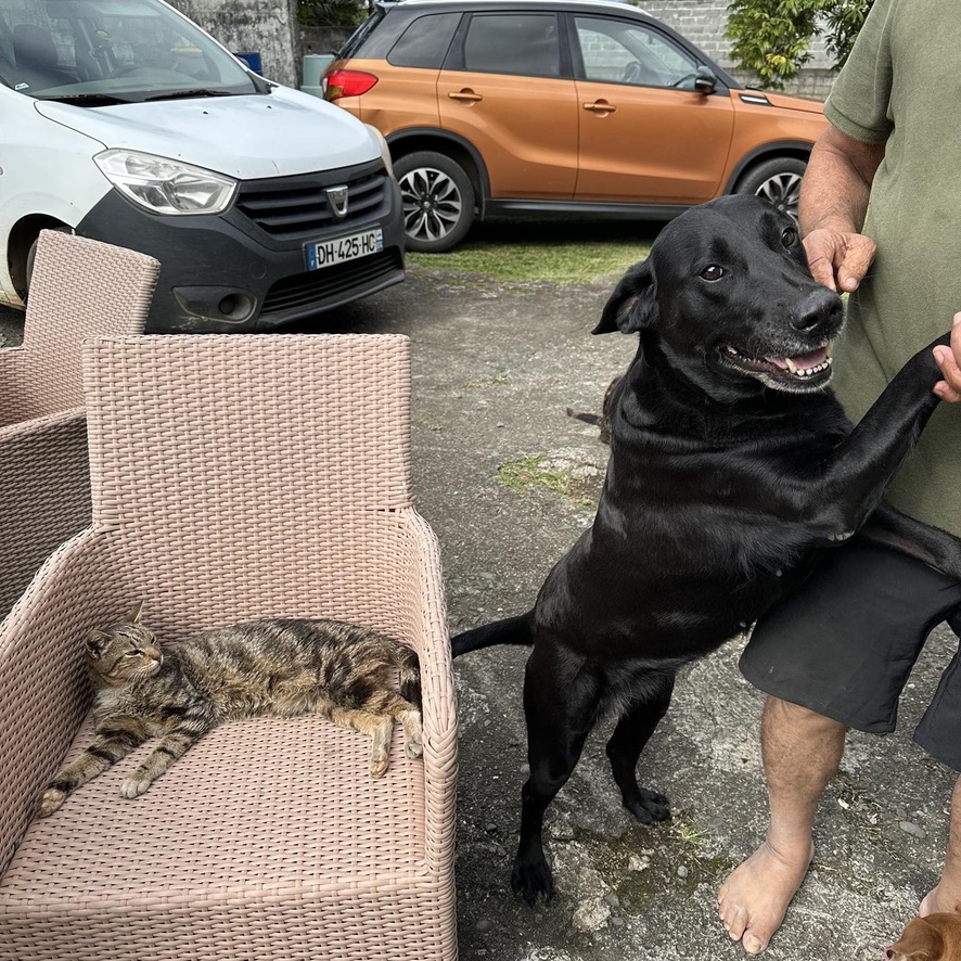 Un chat est couché sur un fauteuil en osier, à côté un chien noir de type labrador se tient debout sur ses pattes arrières