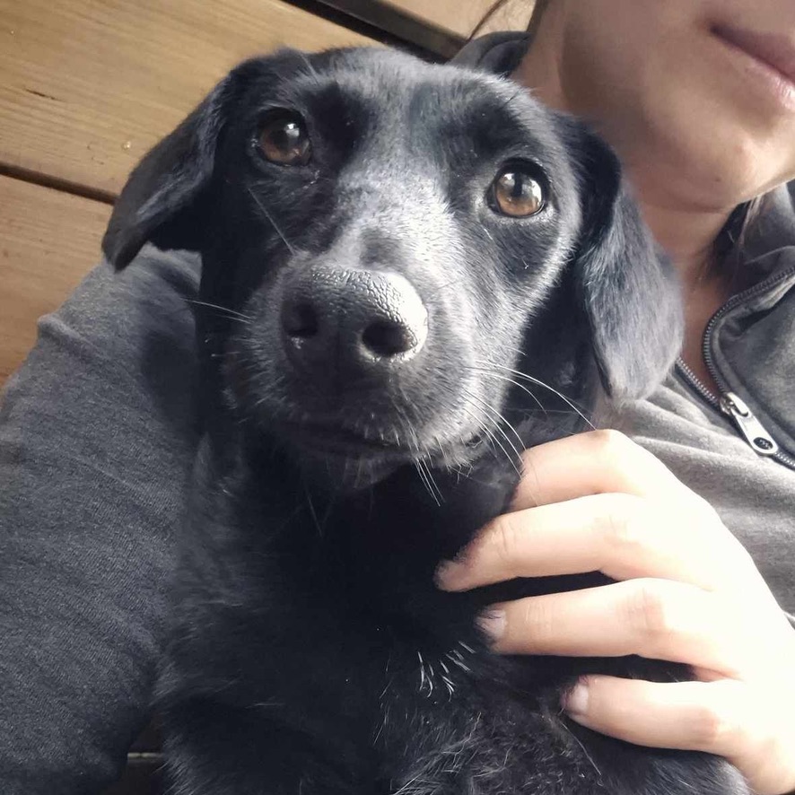 Selfie d'un chien noir dans les bras d'une femme