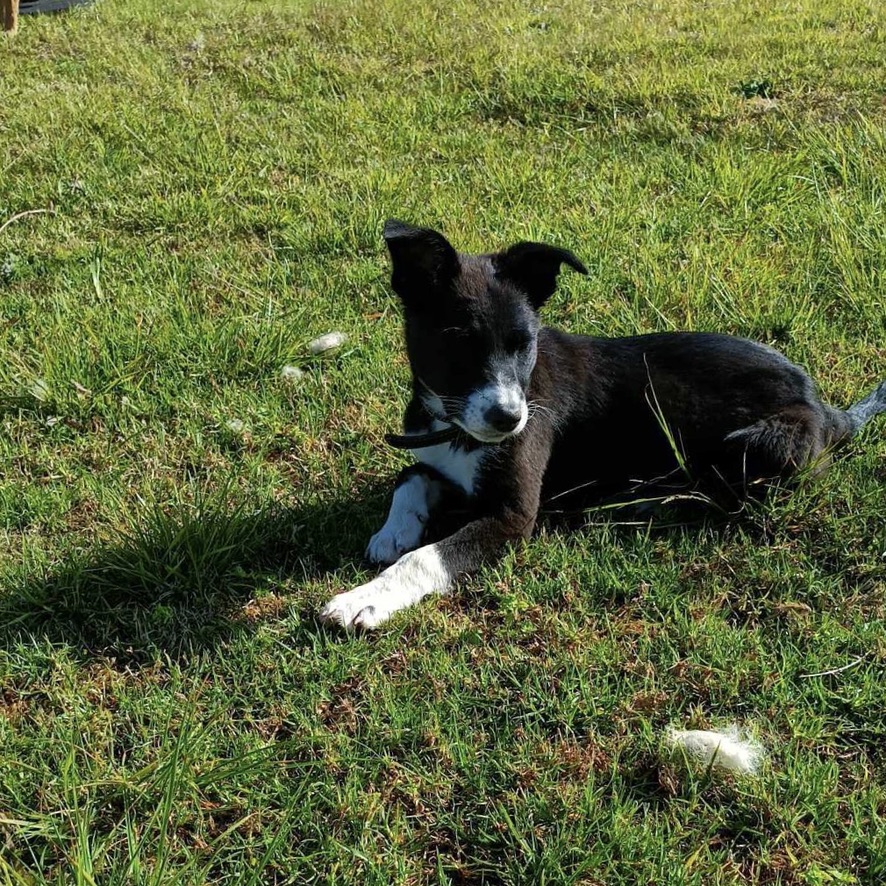 Chiot noir et blanc de type berger couché dans l'herbe, regardant sur le côté