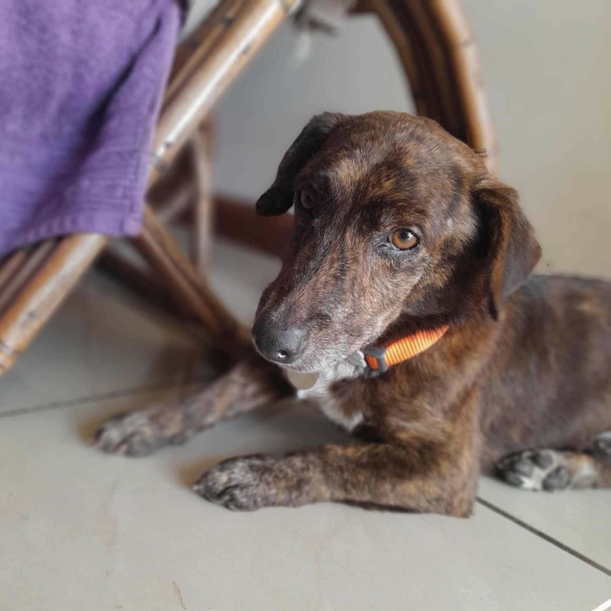 Chien bringé de type pinscher croisé teckel au pelage court couché sur un carrelage gris