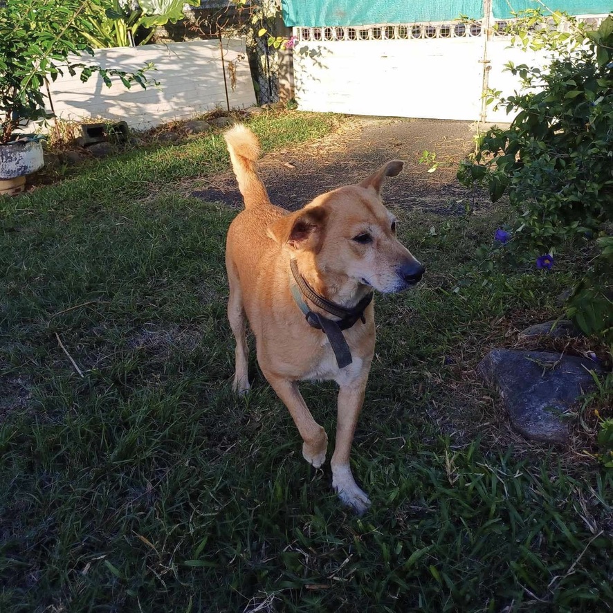 Chien de type berger au pelage court de couleur sable. Il porte un collier en cuir et se tient debout de face.