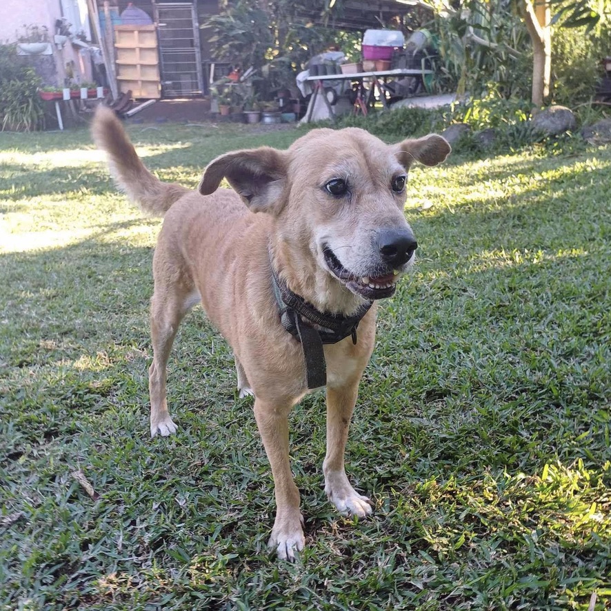 Chien de type berger au pelage court de couleur sable. Il porte un collier en cuir et se tient debout de face.