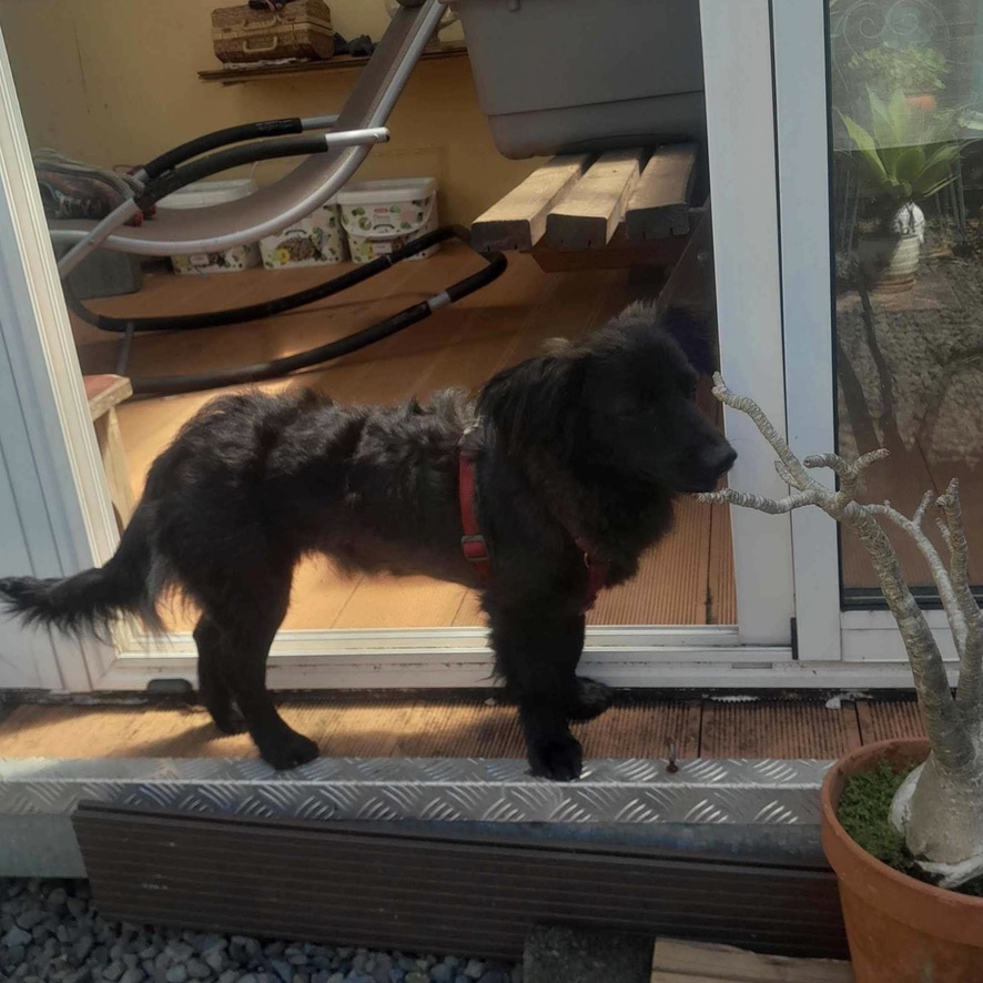 Petit chien noir de type teckel à poils longs debout de profil dans la pénombre, il porte un harnais rouge