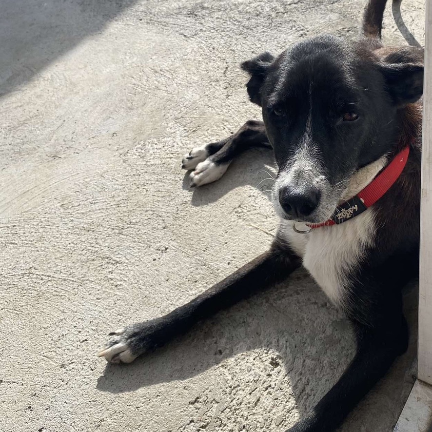 Portrait d'un chien de type berger au pelage noir et blanc, portant un collier rouge. La photo est en plan rapproché et en format carré.