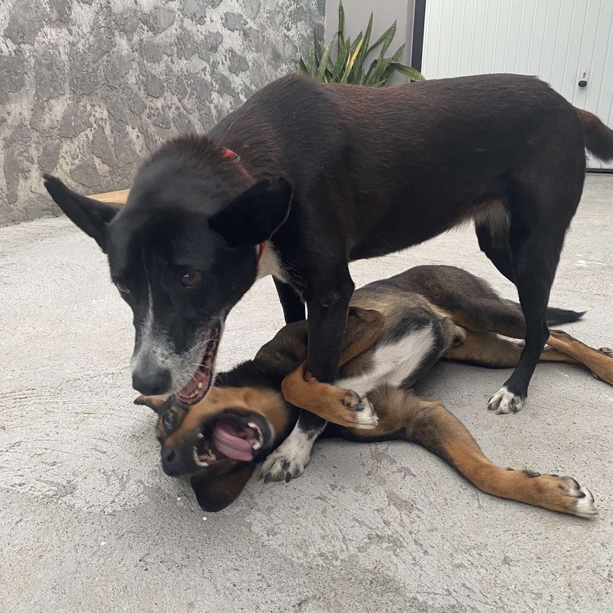 Deux chiens jouent dehors, l'un est couché au sol et l'autre debout par dessus