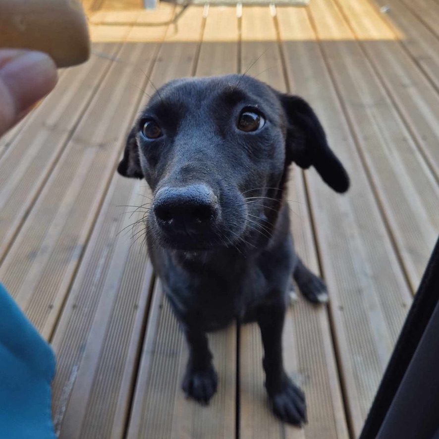 Chien noir assis sur une terrasse en bois, face à l'objectif