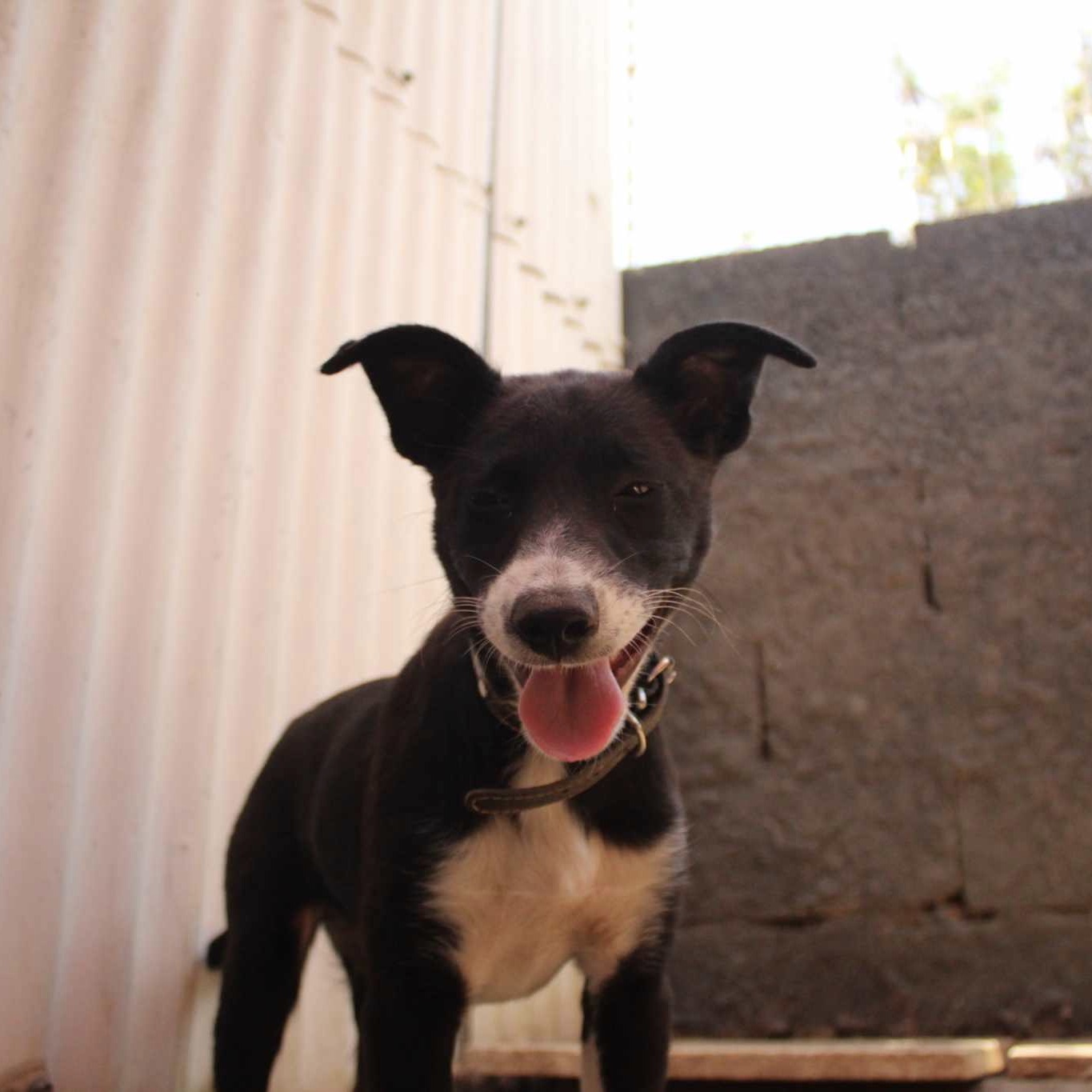 Chiot de type berger noir et blanc la tête vers l'objectif