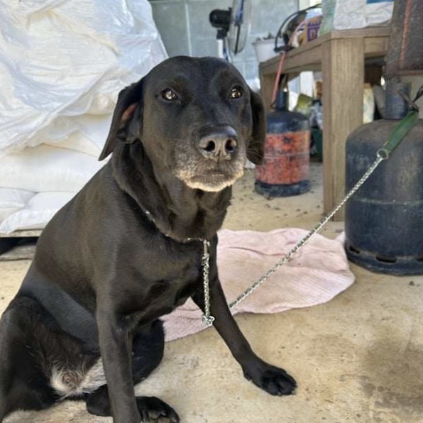 Chien de type labrador assis en intérieur, il regarde l'objectif