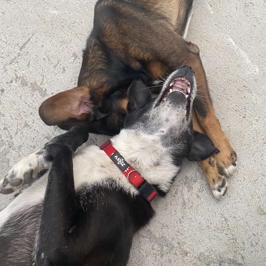 Deux chiens jouent dehors, les deux sont couchés au sol.