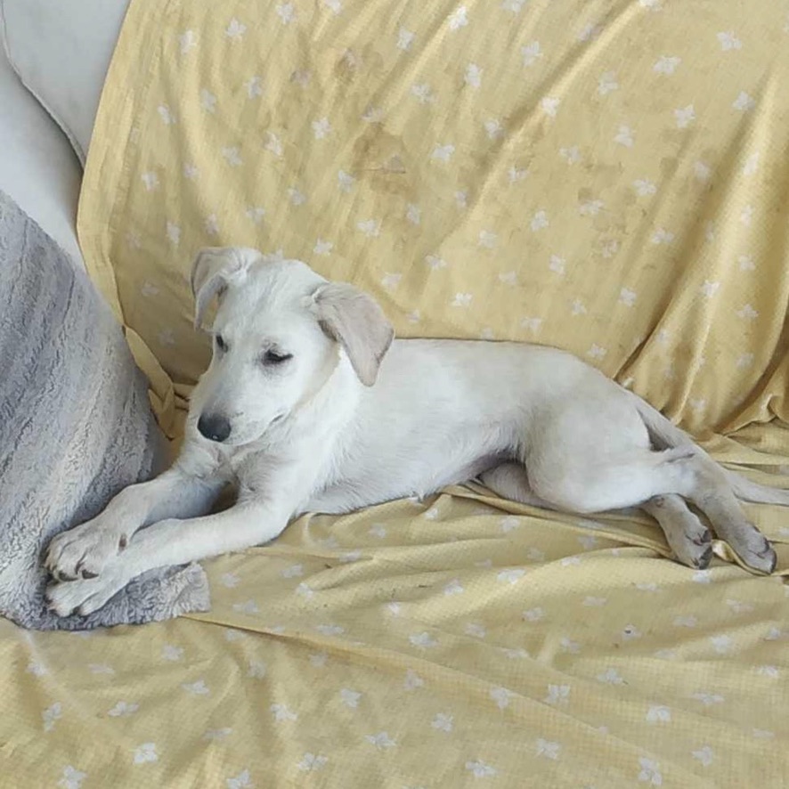 Chiot au pelage crème couché sur un drap jaune pâle