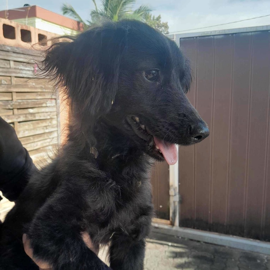 Portrait d'un petit chien noir porté dans les bras d'un humain, il est de profil et à la langue pendue