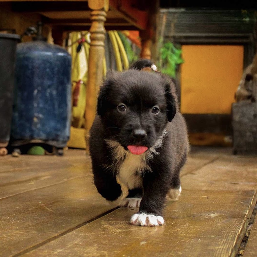 Chiot noir et blanc au poil mi-long qui marche vers l'objectif, la langue tirée