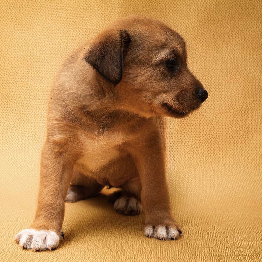 Chiot au pelage fauve avec le bout des pattes blanc, assis sur un fond jaune qui regarde sur la gauche de l'image.