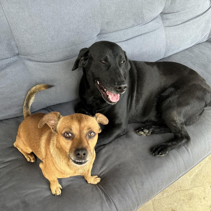 Deux chiens sont couchés sur un canapé, l'un est fauve et l'autre est noir de type labrador