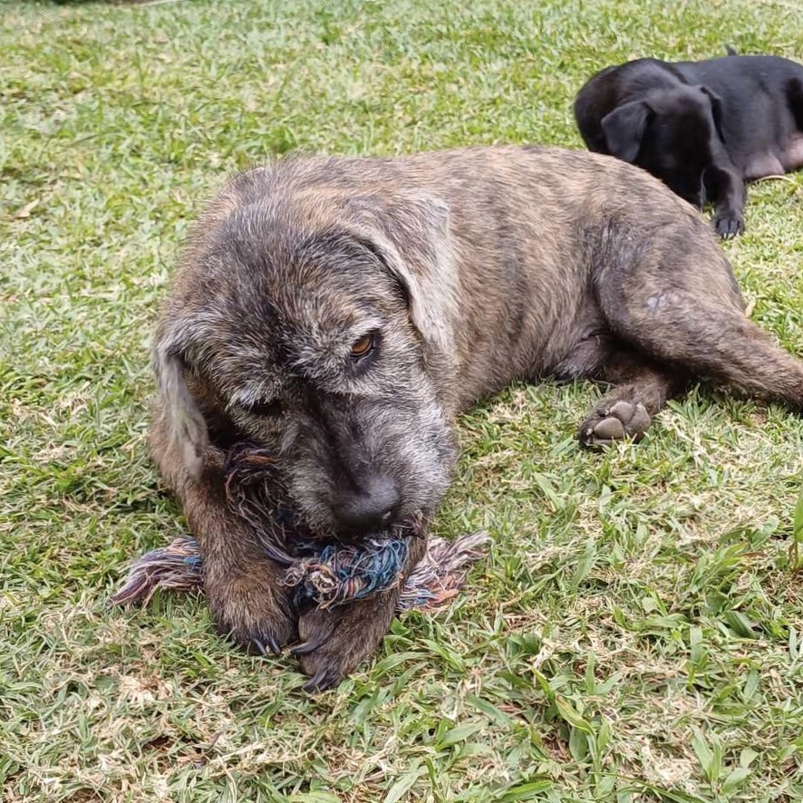 Chien de type griffon au pelage gris couché dans l'herbe, un jouet dans la gueule. La photo est prise de face avec une lumière naturelle.