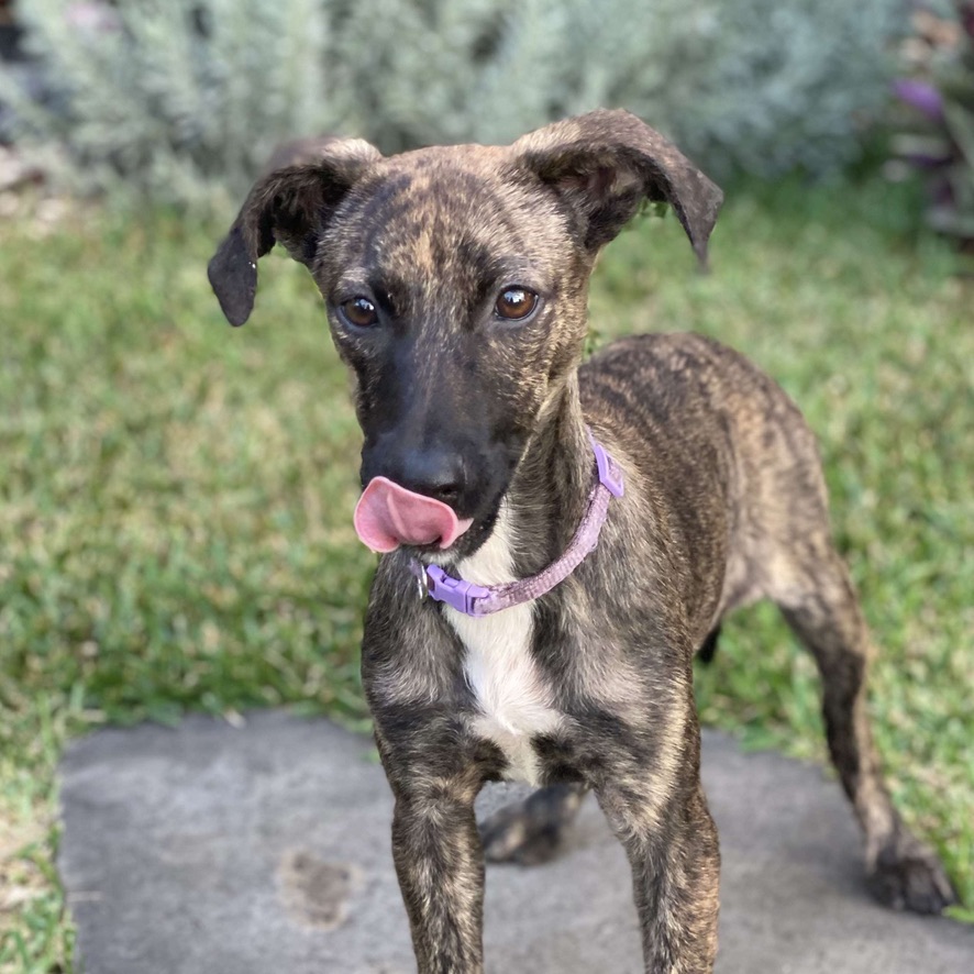 Chiot royal bourbon au pelage bringé portant un collier rose. Le chien est posté de face et regarde l'objectif en se léchant la truffe.